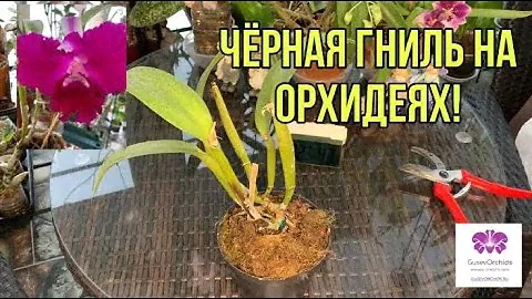 Чёрная гниль у орхидеи Каттлея