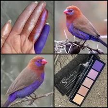 EYESHADOWS PALETTE E21 PURPLE GRENADIER