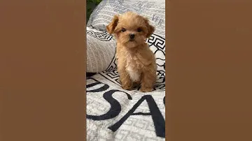Maltipoo Parent be like #puppy #dog #cute #short #maltipoo #cutepet #dogvideo
