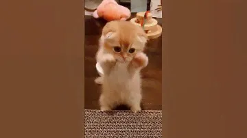 cute little kitten - baby cat #babycat #kitten #cat