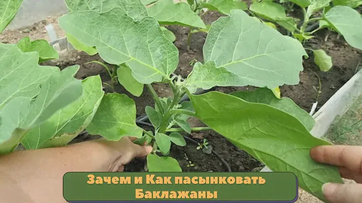 Как формировать баклажаны в начале цветения