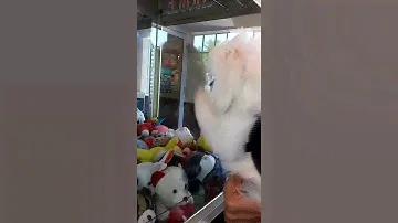 Maltese Looking for Toys