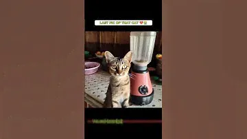 Cat in Blender Full Video 😭😭Video Kucing di blender kena viral tiktok twitter