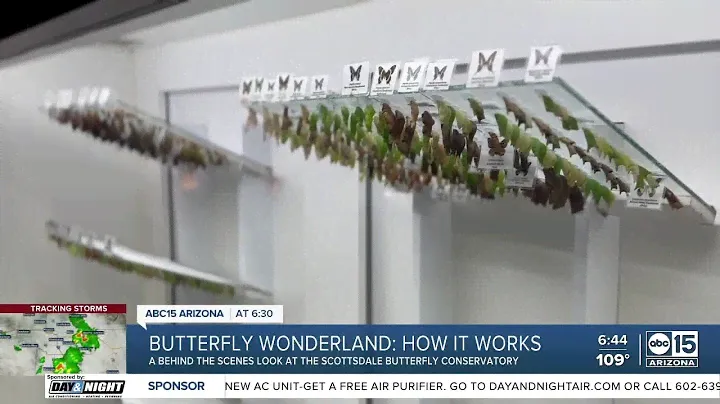 Butterfly Wonderland receives thousands of butterflies in the mail every month