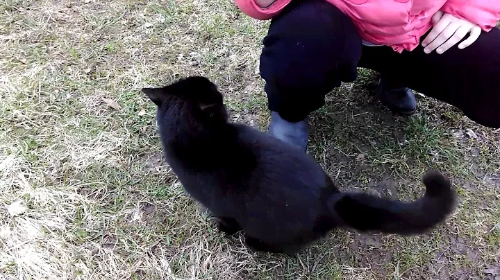 Иссиня черный кот