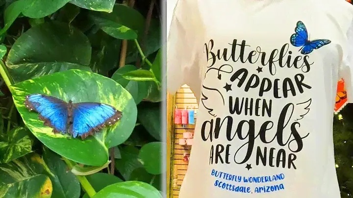 Scottsdale Butterfly Wonderland