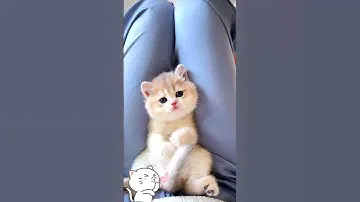 cute kitten,s 🥰😘