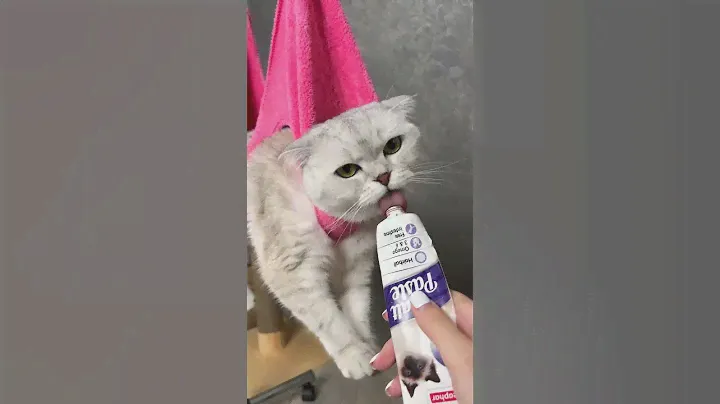 How to trim your cat`s claws 💅
