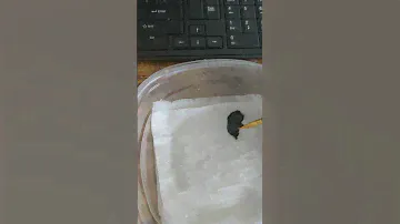 Trick for new Painters: Wet Palette