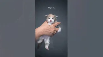 Maine Coon kitten growing up 📈 #furryfritz #catographer #kitten #cat #mainecoon #catphotography