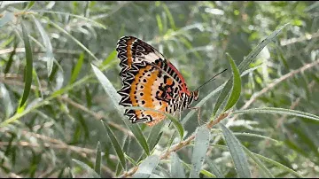 Butterfly Wonderland in Scottsdale, AZ
